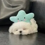 ☺︎の画像