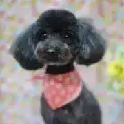 noelの画像