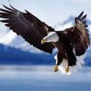 FALCONの画像