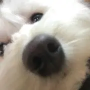 柿チョコの画像
