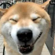 ぽんぽこ