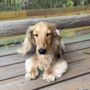 バカ犬ショップの画像