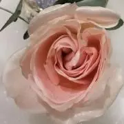 なおの画像