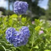 かんかんの画像