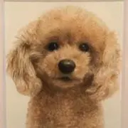 ハイジ