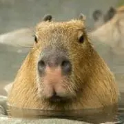 カピバラの画像