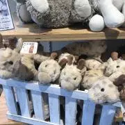 ひのの画像