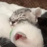 めろんぱんの画像