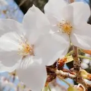 ルナシー(プロフ確認お願いします)の画像