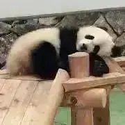 はなの画像