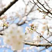 ころもちの画像