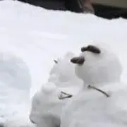 カツオの画像