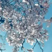 ぽんすけの画像
