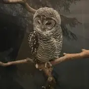 ヒデの画像
