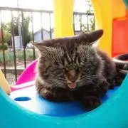 まき