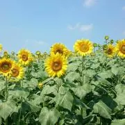 ☆Kananana☆まとめ買い割引の画像