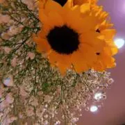 おはなの画像