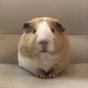 ポムの画像