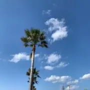 jokerの画像