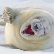 アザラシの画像