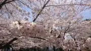 まるりんの画像