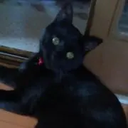 ブタエの画像