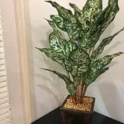 Carpe Diemの画像