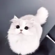吾輩の画像
