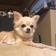 tadasu