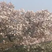 みぃの画像