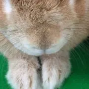 Mariの画像