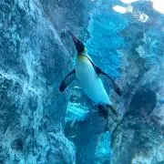 ルカの画像
