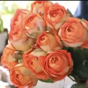 roseの画像