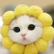 0088の画像