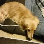 kakko