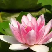 Momoの画像