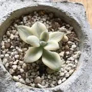 キナキング
