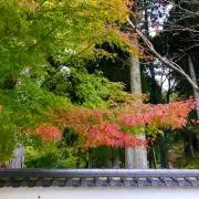 すいの画像