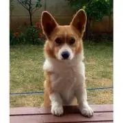 ぺぺロロチートの画像