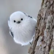 シマエナガの画像