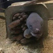 ゔぉくしーの画像