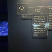 きいまるの画像