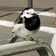 birdの画像