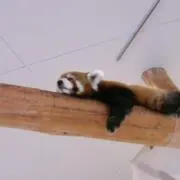 ryuの画像