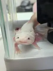 みにまっちょの画像