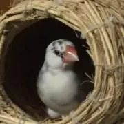 ^ ^