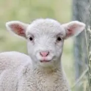 YAKOの画像