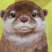 カワ☆の画像