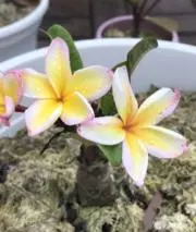 Plumeriaの画像