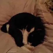 らすてぃの画像